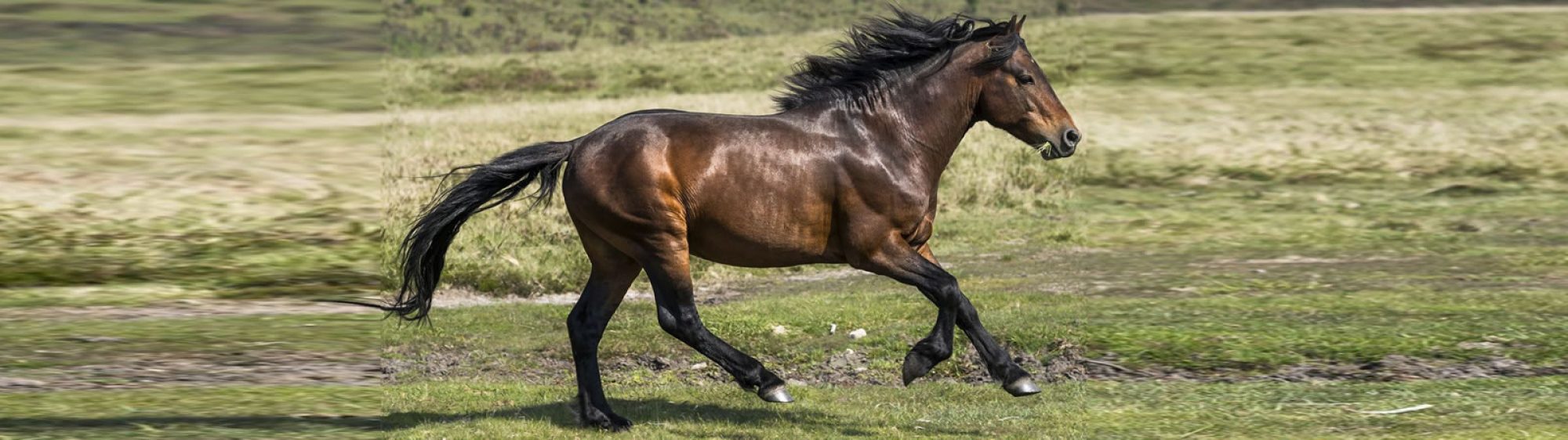 28. Dartmoor Pony-smaller